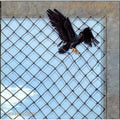 Little River Band – The Net 1983 Vinyl Album Record